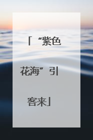 “紫色花海”引客来