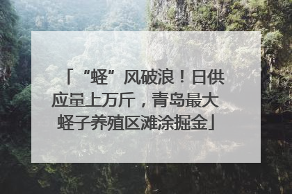 “蛏”风破浪！日供应量上万斤，青岛最大蛏子养殖区滩涂掘金