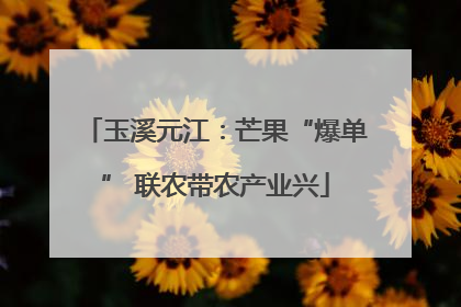 玉溪元江：芒果“爆单” 联农带农产业兴