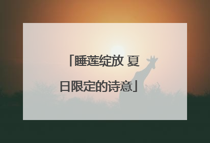 睡莲绽放 夏日限定的诗意