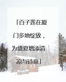 百子莲在厦门多地绽放，为盛夏增添清凉与诗意