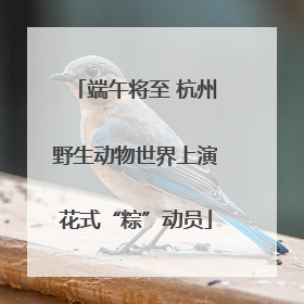 端午将至 杭州野生动物世界上演花式“粽”动员