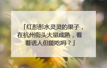 红彤彤水灵灵的果子，在杭州街头大量成熟，看着诱人但能吃吗？