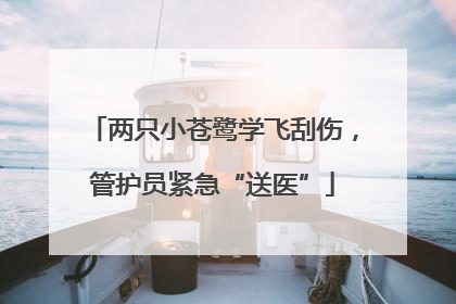 两只小苍鹭学飞刮伤，管护员紧急“送医”