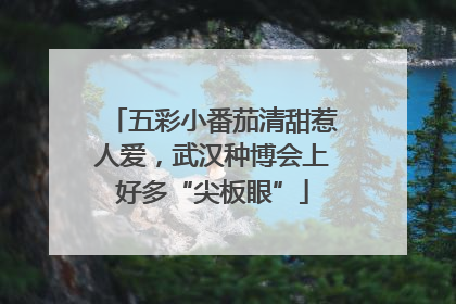 五彩小番茄清甜惹人爱，武汉种博会上好多“尖板眼”