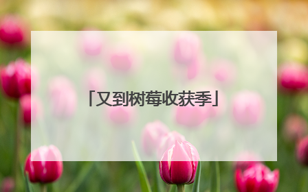 又到树莓收获季