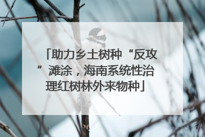 助力乡土树种“反攻”滩涂，海南系统性治理红树林外来物种