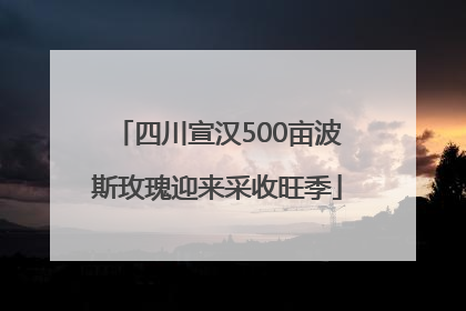 四川宣汉500亩波斯玫瑰迎来采收旺季