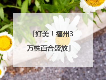 好美！福州3万株百合盛放