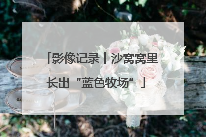 影像记录丨沙窝窝里长出“蓝色牧场”