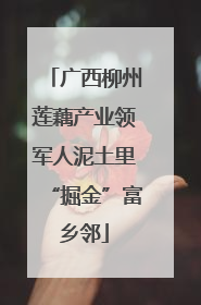 广西柳州莲藕产业领军人泥土里“掘金”富乡邻