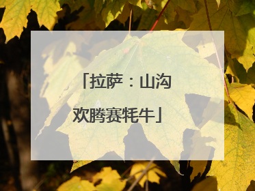 拉萨：山沟欢腾赛牦牛