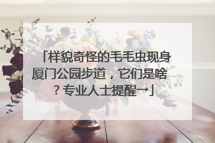 样貌奇怪的毛毛虫现身厦门公园步道，它们是啥？专业人士提醒→