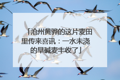 沧州黄骅的这片麦田里传来喜讯：一水未浇的旱碱麦丰收了