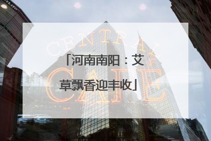 河南南阳：艾草飘香迎丰收