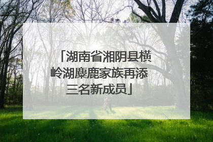 湖南省湘阴县横岭湖麋鹿家族再添三名新成员