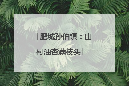 肥城孙伯镇：山村油杏满枝头