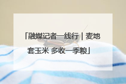 融媒记者一线行｜麦地套玉米 多收一季粮