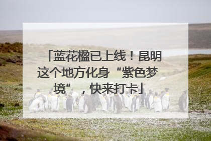 蓝花楹已上线！昆明这个地方化身“紫色梦境”，快来打卡