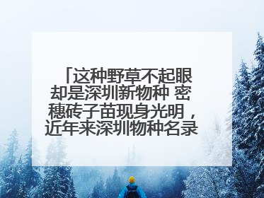 这种野草不起眼 却是深圳新物种 密穗砖子苗现身光明，近年来深圳物种名录不断刷新
