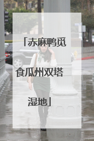 赤麻鸭觅食瓜州双塔湿地