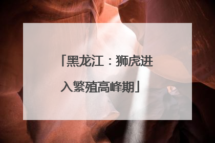黑龙江：狮虎进入繁殖高峰期
