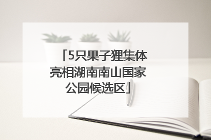 5只果子狸集体亮相湖南南山国家公园候选区
